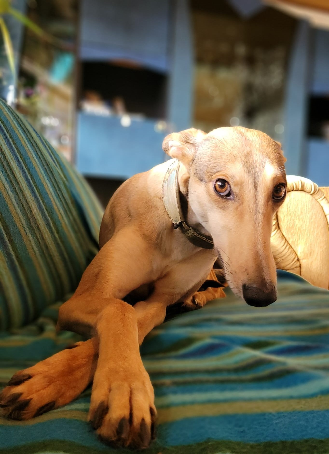 Sarah kleines Chortaj-Mädchen